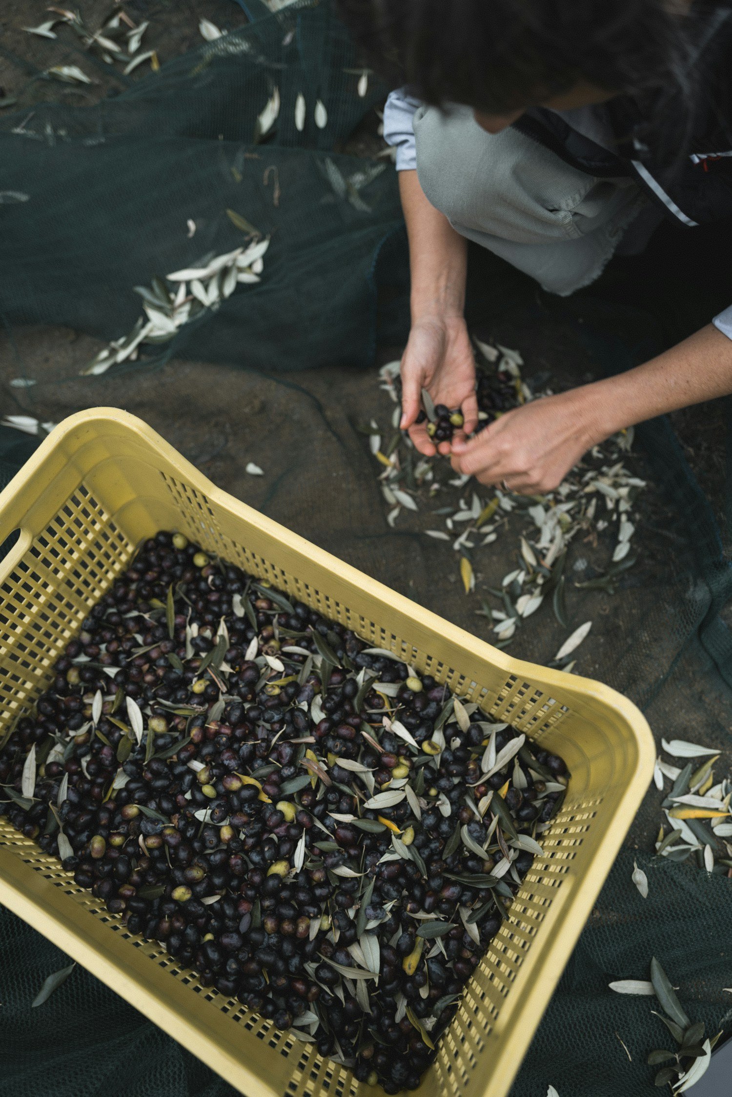 Zeytin hasadı sırasında ürünün ayrıştırılması